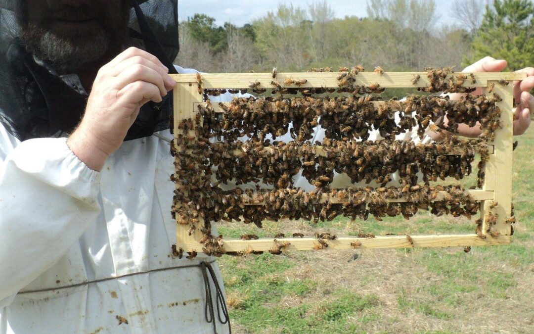 The Buzz On Honey Bees