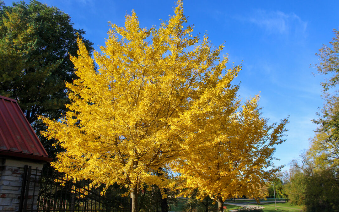 Autumn at the Arboretum 2023