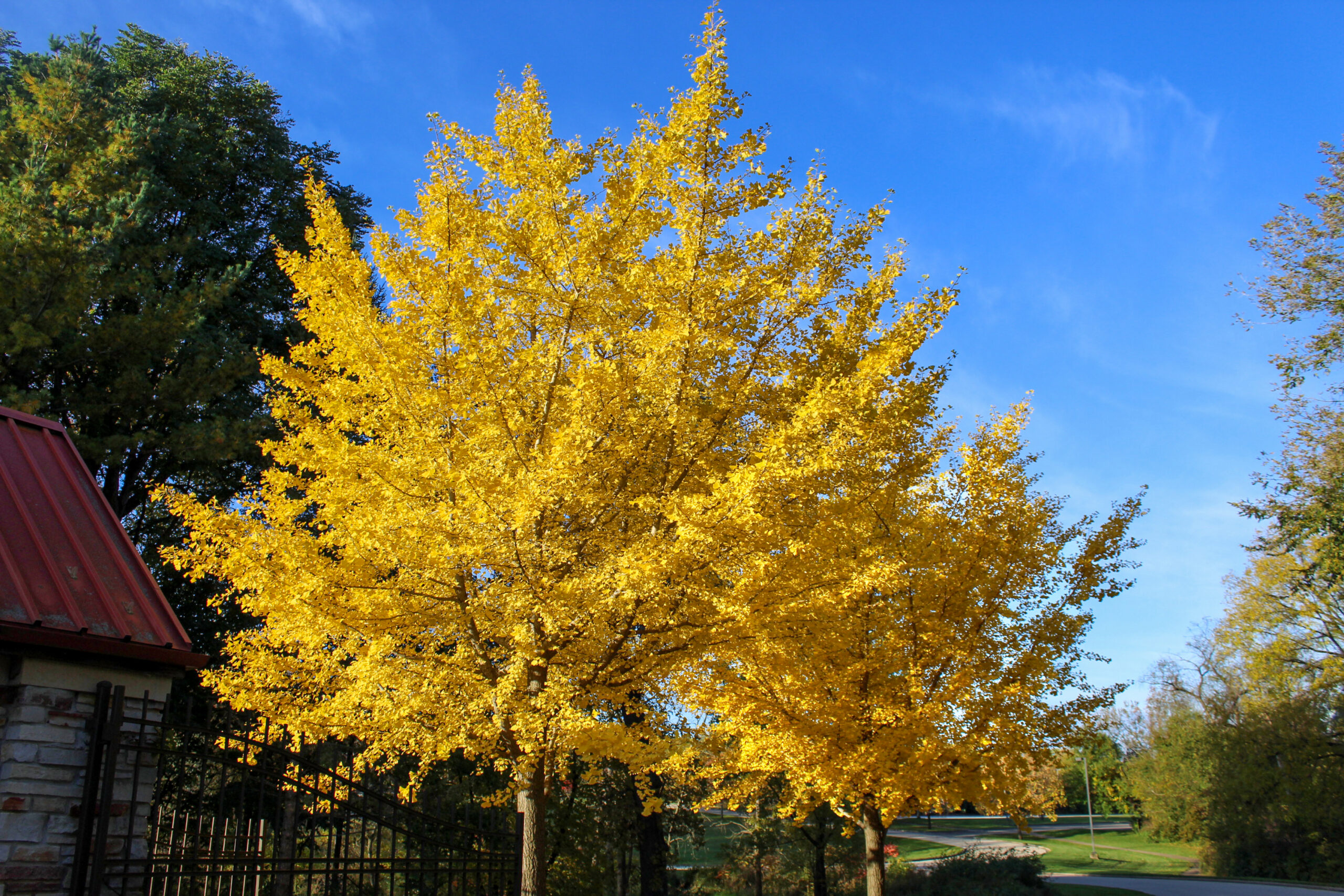 Autumn at the Arboretum 2023