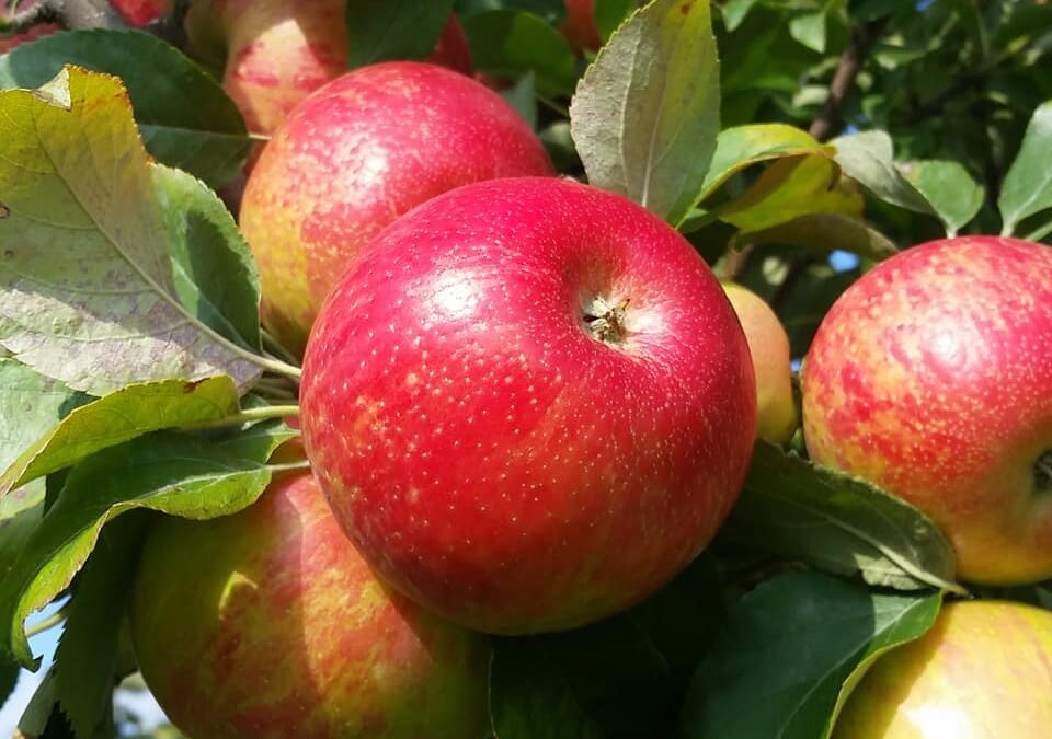 Apple Tasting Program with Valley Orchard