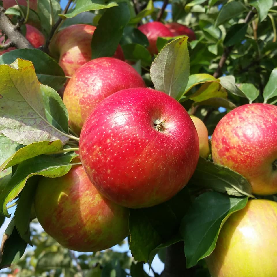Apple Tasting Program with Valley Orchard
