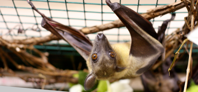 Incredible Bats & Other Spooky Animals