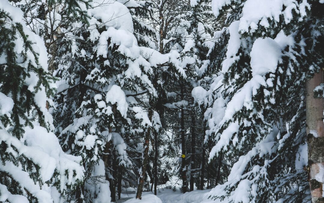 Solstice Tranquility Walk