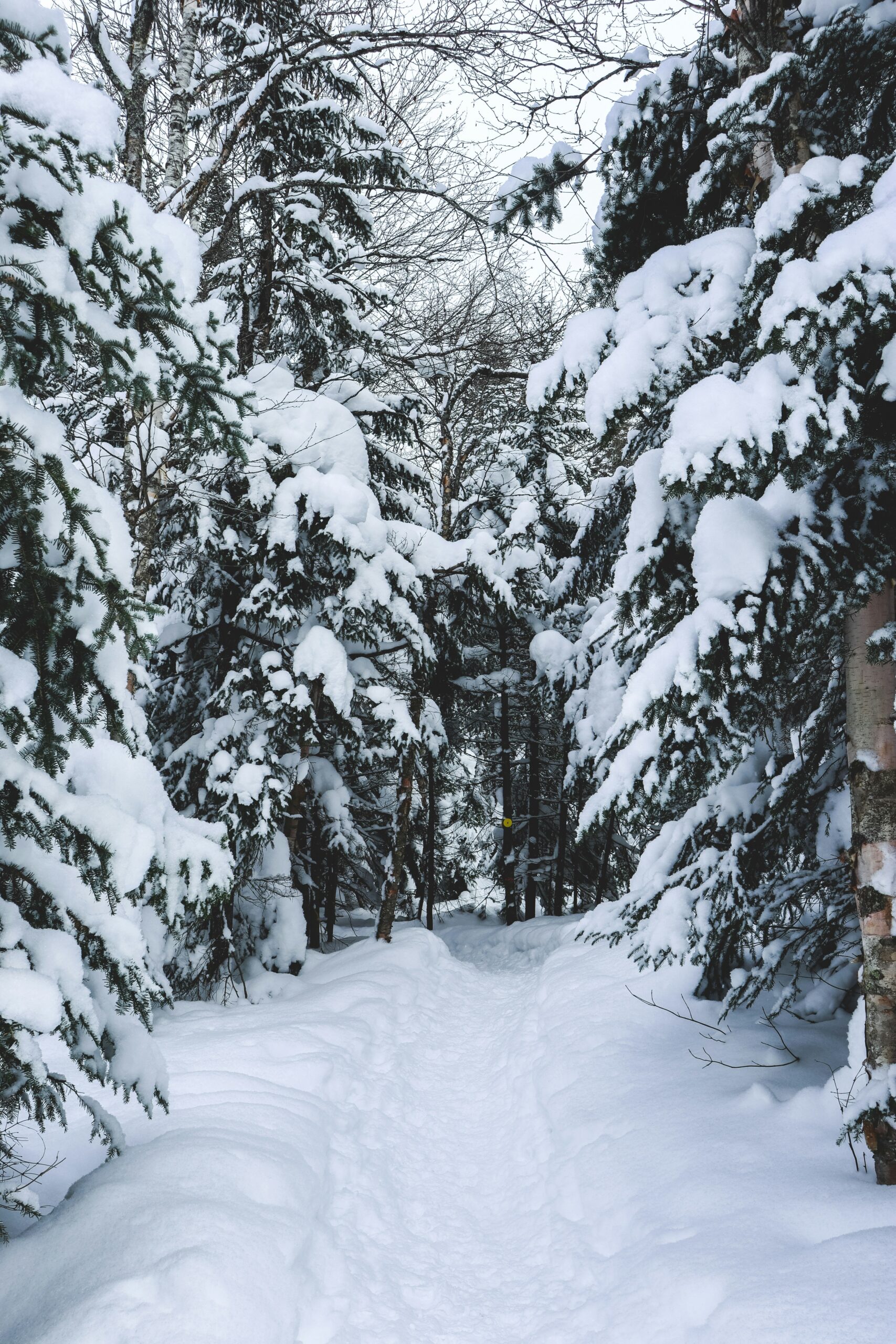 Solstice Tranquility Walk