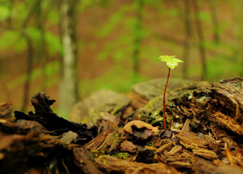 Nature Speaks Tranquility Walk