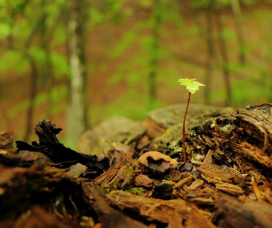 Nature Speaks Tranquility Walk