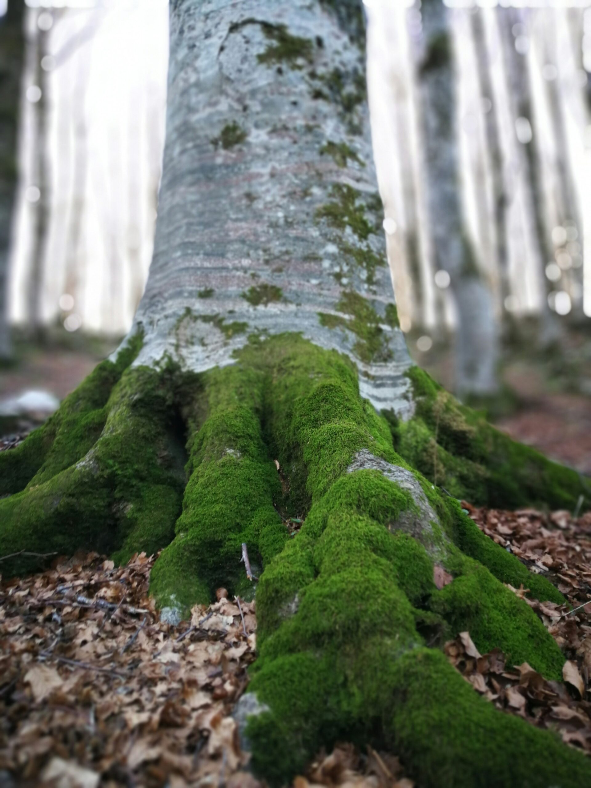 Rooted in Rockford: Art and Tree Science at Klehm Arboretum & Botanic Garden