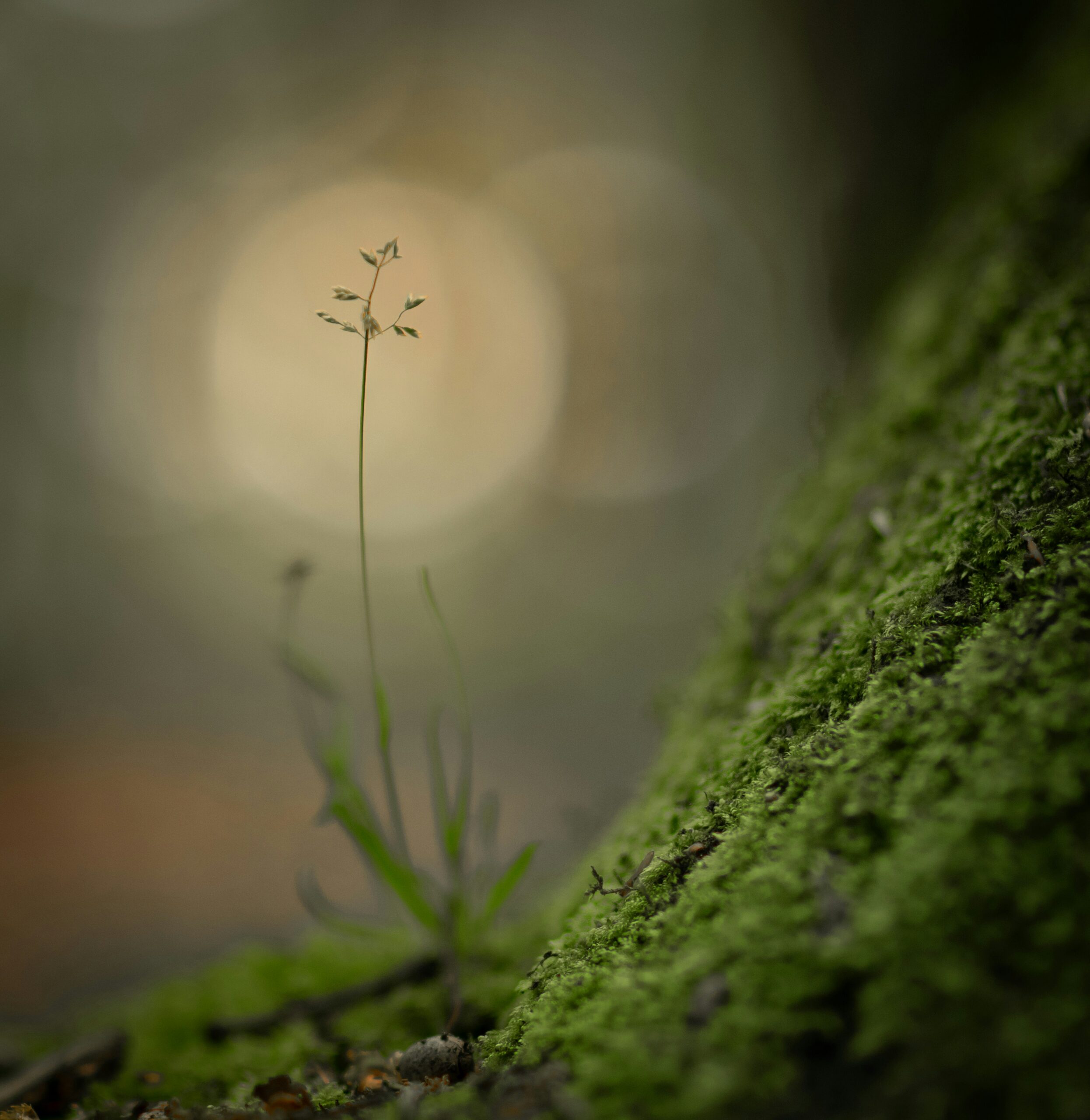 Finding Awe in Nature Tranquility Walk