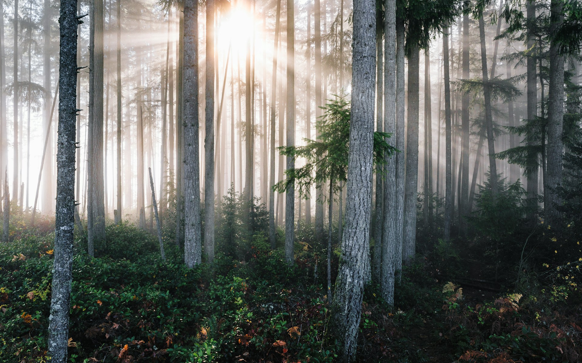 In Honor Of Trees Tranquility Walk