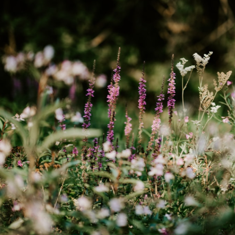 Vi Bates Wildflower Garden Walk
